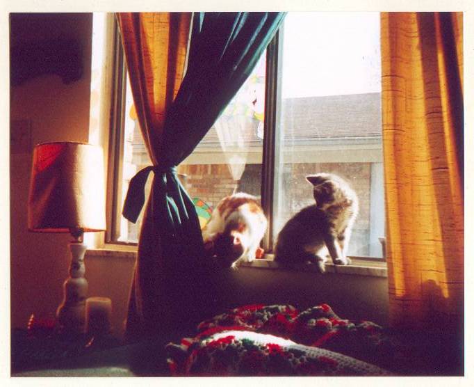 wlhj-tk2000-14-osgood-sam-House Cat Kittens-by William L. Harris Jr.jpg