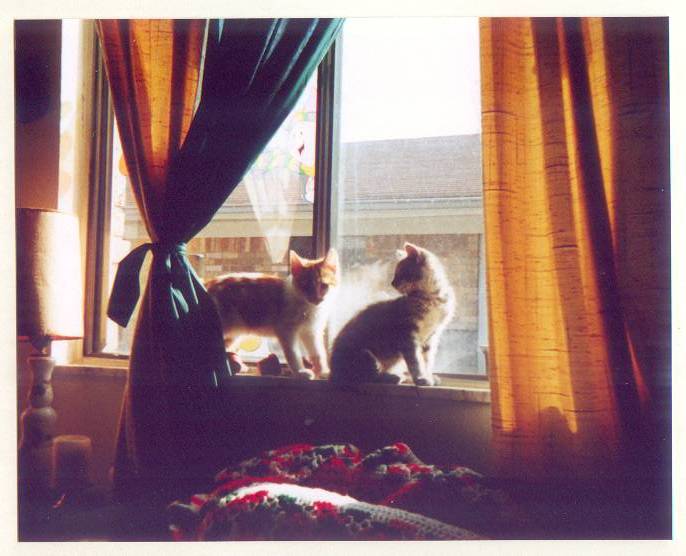 wlhj-tk2000-16-osgood-sam-House Cats-by William L. Harris Jr.jpg