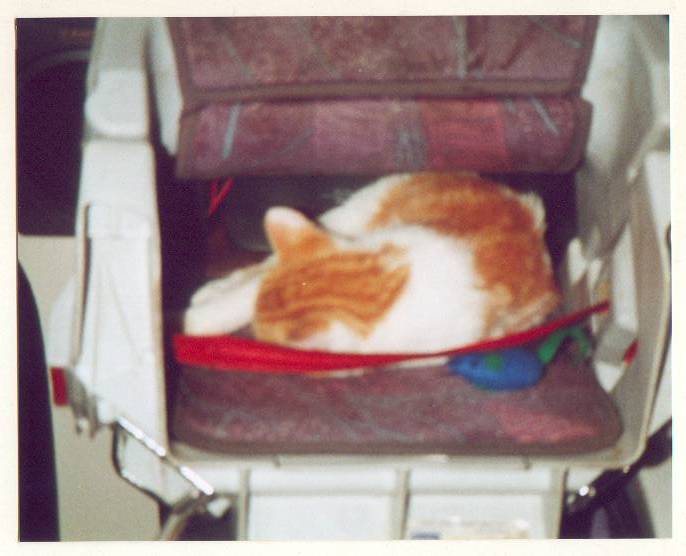 wlhj-tk2000-22-osgood-carseat-House Cats-by William L. Harris Jr.jpg