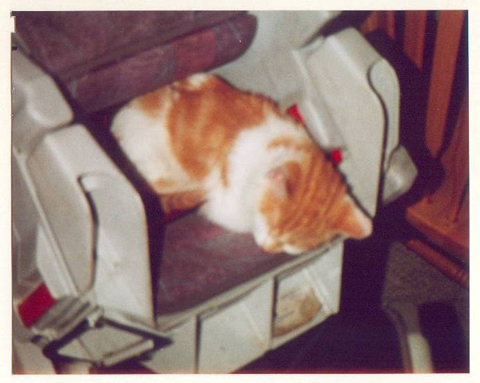 wlhj-tk2000-32-osgood-carseat-House Cats-by William L. Harris Jr.jpg