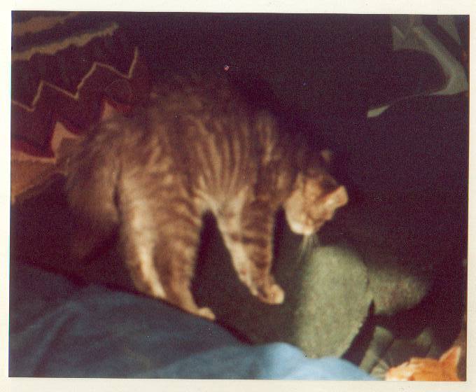 wlhj-tk2000-34-sam-attack-House Cats-by William L. Harris Jr.jpg