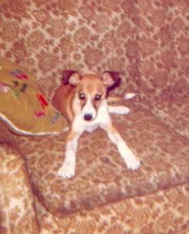 wlhj ani dog 0001-Jack Russell Terrier-by William L. Harris Jr.jpg