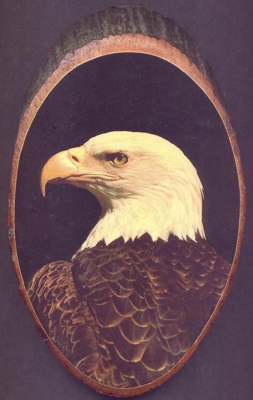 wlhj ani eagle 001-Bald Eagle-by William L. Harris Jr.jpg