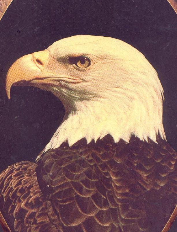 wlhj ani eagle 001 detail-Bald Eagle-by William L. Harris Jr.jpg