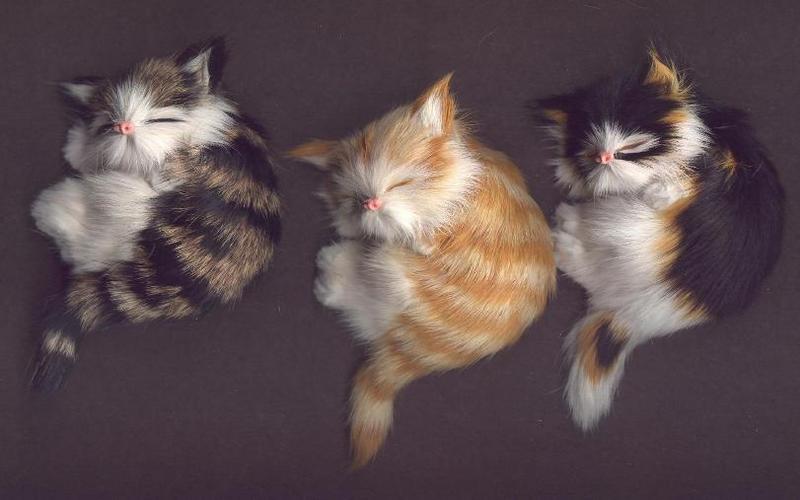 wlhj catsnap2-House Cat Kittens-by William L. Harris Jr.jpg