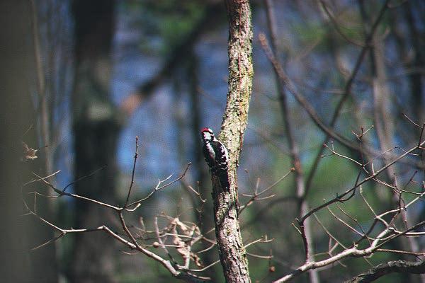 wpeck1-Downy Woodpecker-pecking on tree-by Paul Becotte-Haigh.jpg