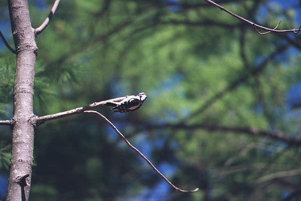 wpeck2-Downy Woodpecker-on branch-by Paul Becotte-Haigh.jpg