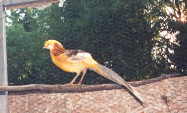 yellgold-Yellow golden pheasant-by Dan Cowell.jpg