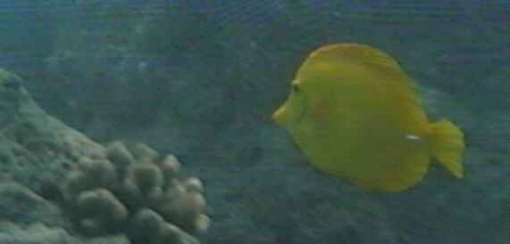 yellow1-tang fish-by randalld.jpg