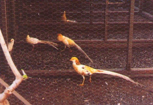 yellow pied golden pheasant in cage-by Dan Cowell.jpg