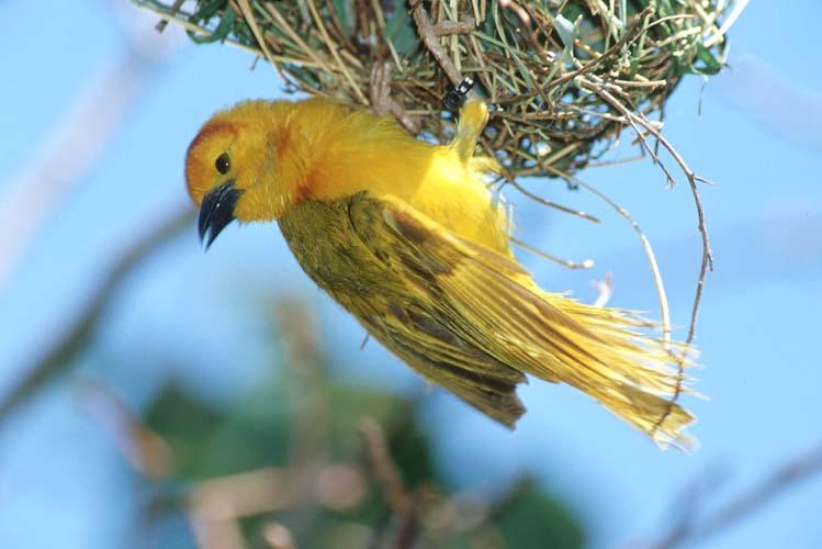 yellowbird2-Weaver-by Shirley Curtis.jpg