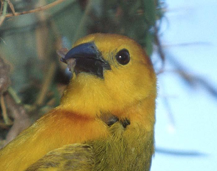 yellowbirdclose-Weaver-by Shirley Curtis.jpg