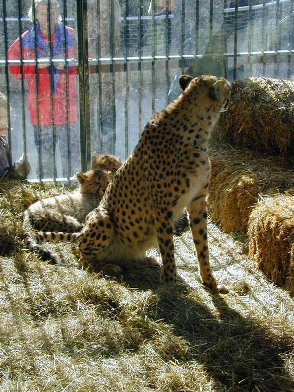 zoo4-Cheetahs-by Erich Mangl.jpg