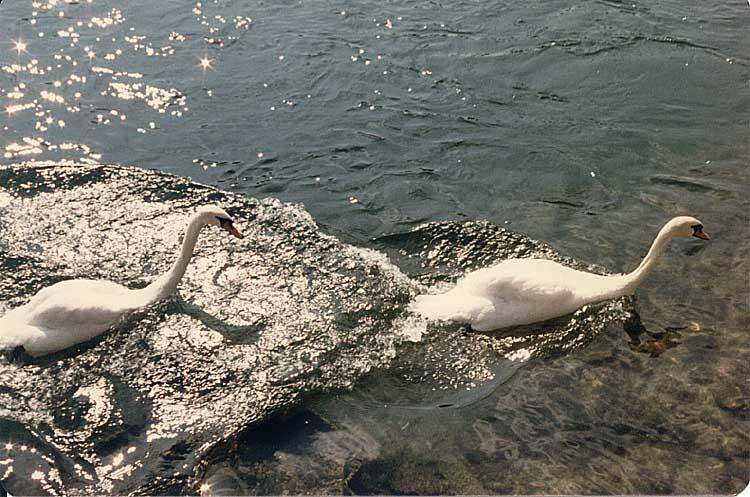 zrswans-Mute Swans-by GRC.jpg