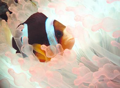 0036a-Anemonefish-at Micronesia-by Steve Kramer.jpg