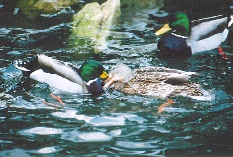 0127-Mallard Ducks-by Art Slack.jpg