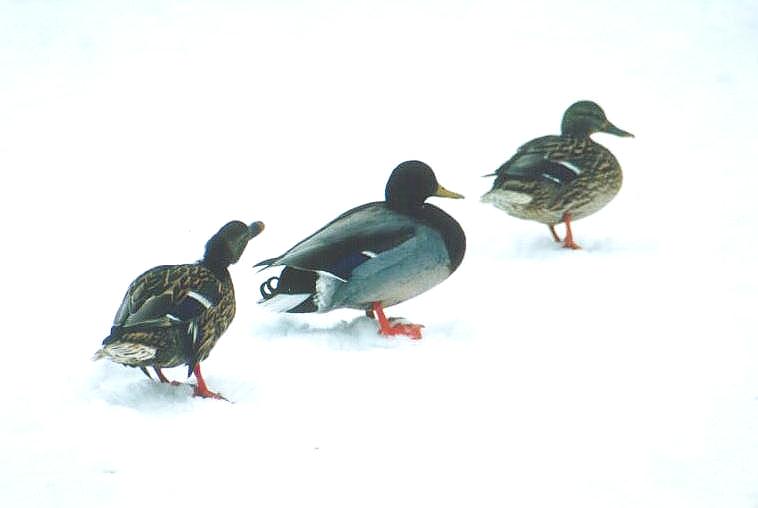 0128-Mallard Ducks-by Art Slack.jpg