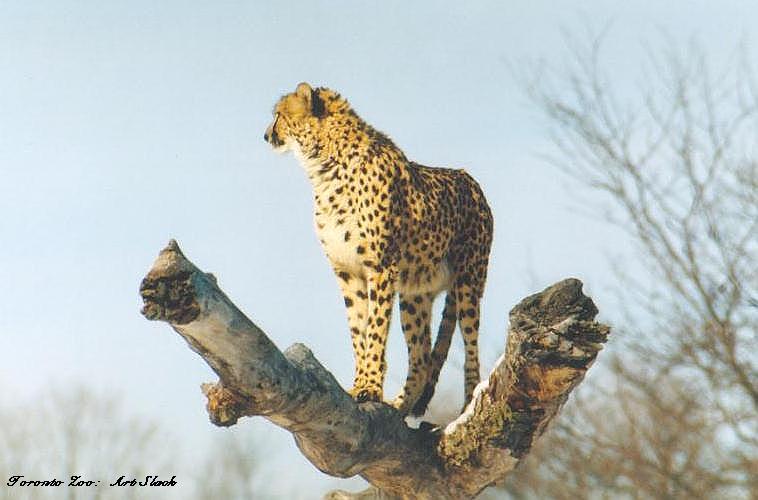 0211-Cheetah from Toronto Zoo-by Art Slack.jpg