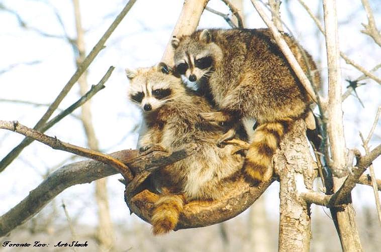 0212-American Raccoons on tree-by Art Slack.jpg