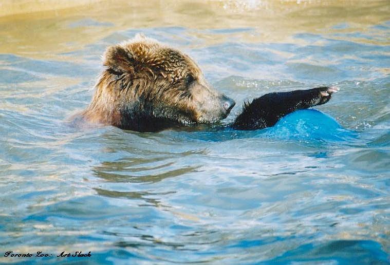 0219-Brown Bear-by Art Slack.jpg