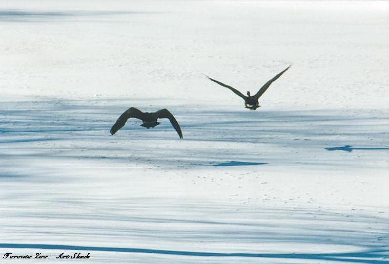 0223-Geese flight-by Art Slack.jpg