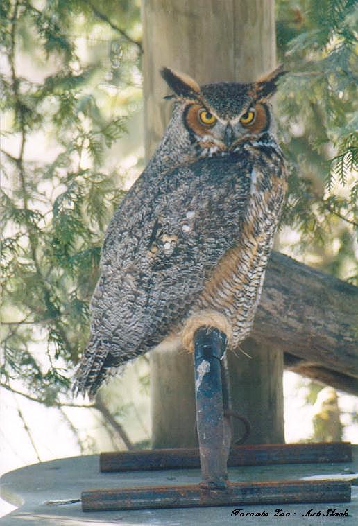 0226-Great Horned Owl-by Art Slack.jpg