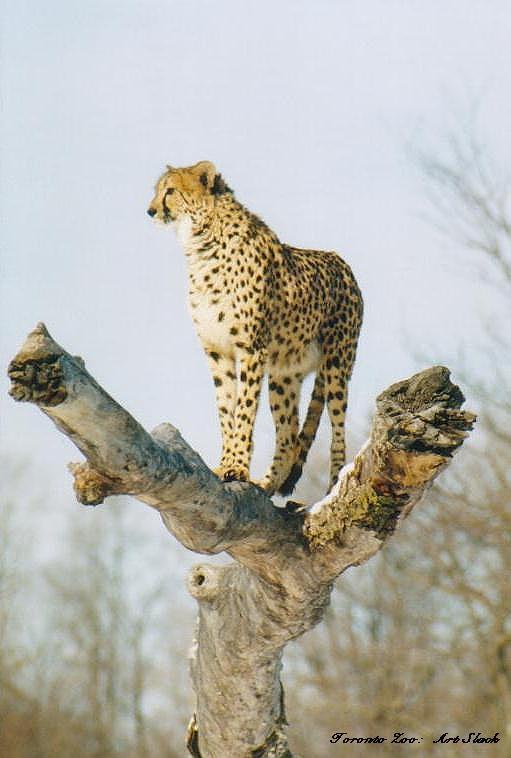 0227-Cheetah-by Art Slack.jpg
