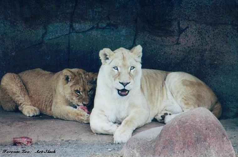 0228-White Lioness-by Art Slack.jpg