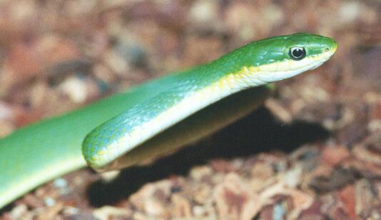 030038b-Rough Green Snake-Opheodrys aestivus-by John White.jpg
