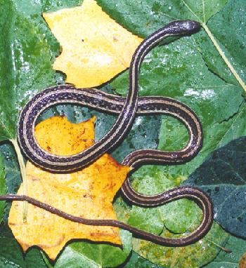 030045-Eastern Ribbon Snake-Thamnophis sauritus sauritus-by John White.jpg