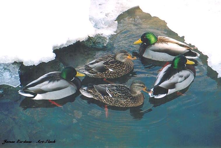 0303-Mallard Ducks-by Art Slack.jpg