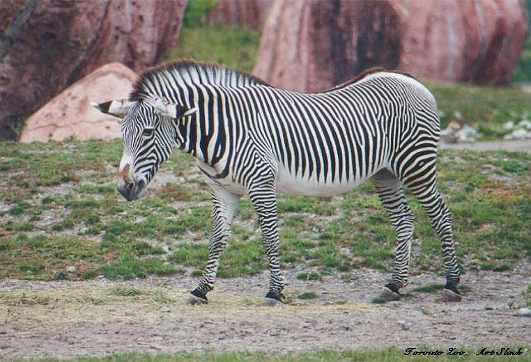 0305-Grevy s Zebra-by Art Slack.jpg