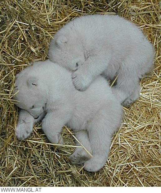 03050122ied-Polar Bear cubs-by Erich Mangl.jpg
