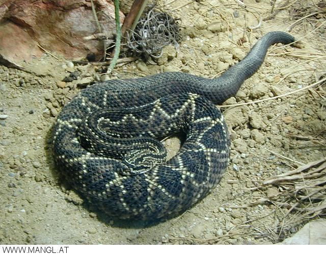03050238ied-Rattlesnake-by Erich Mangl.jpg