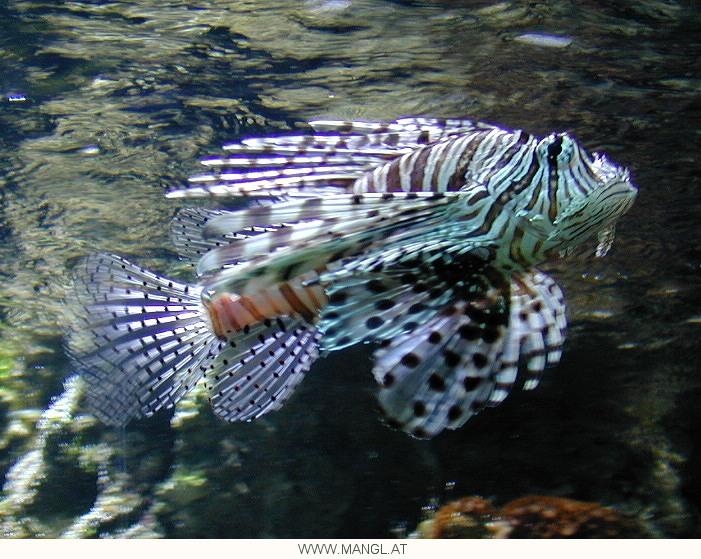 03050276ied-Lionfish-by Erich Mangl.jpg
