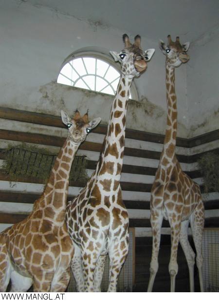 03050326ied-Giraffes-by Erich Mangl.jpg