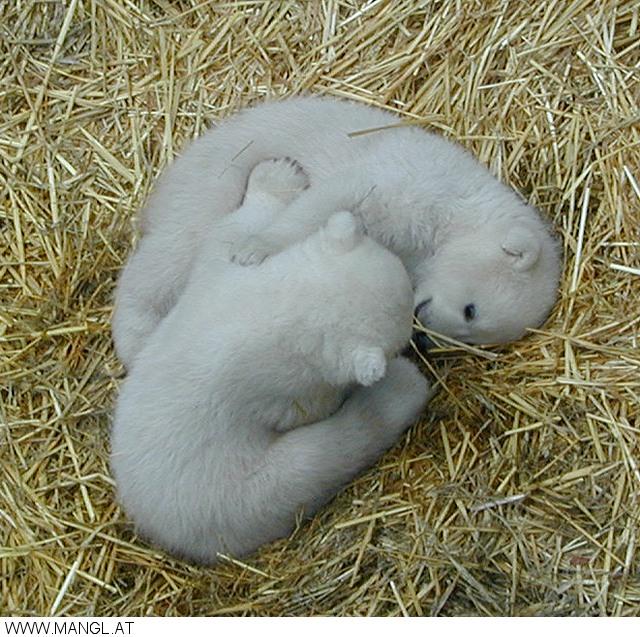03050378ied-Polar Bear cubs-by Erich Mangl.jpg