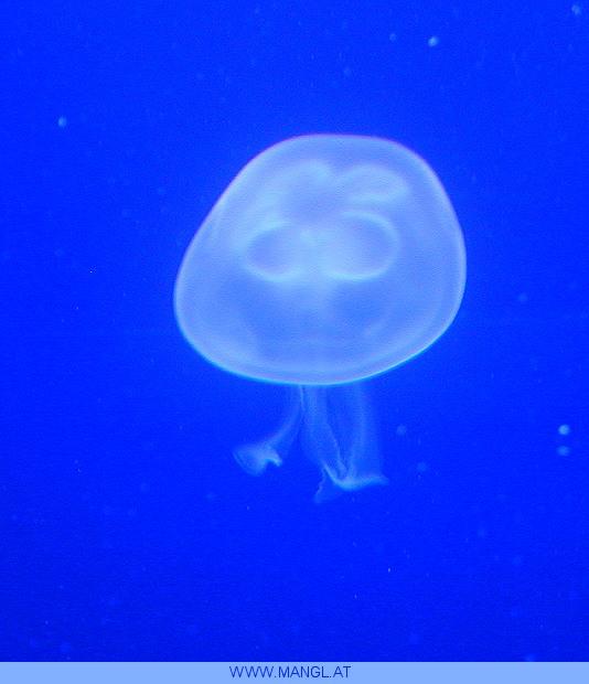 03070517ied-Jellyfish-by Erich Mangl.jpg