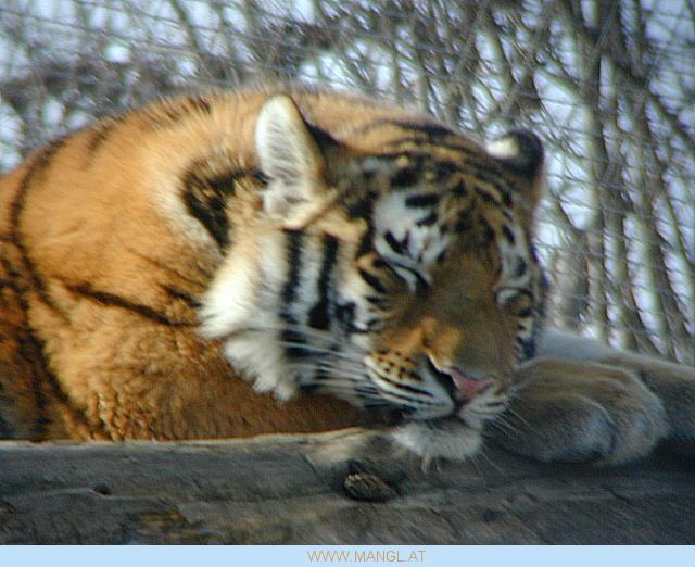 03070644ied-Tiger-by Erich Mangl.jpg