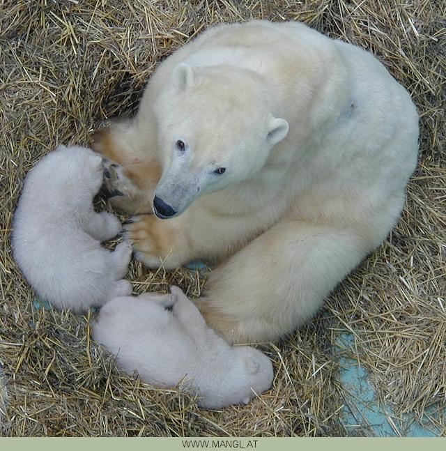 03070662ied-Polar Bears-by Erich Mangl.jpg
