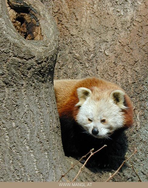 03070691ied-Red Panda-by Erich Mangl.jpg