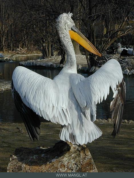 03070697ied-White Pelican-by Erich Mangl.jpg