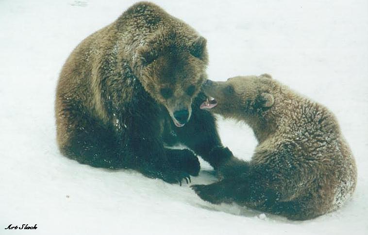 0311-Brown Bears on snow-by Art Slack.jpg