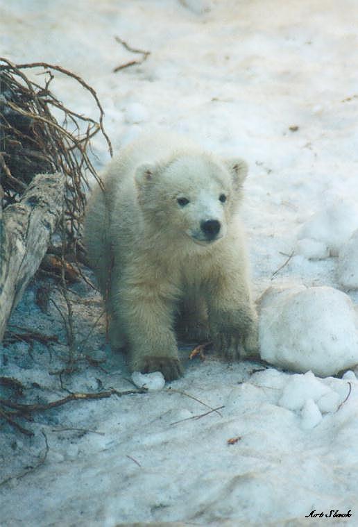 0315-Polar Bear-by Art Slack.jpg