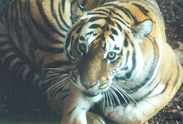 0317-Tiger-by Art Slack.jpg