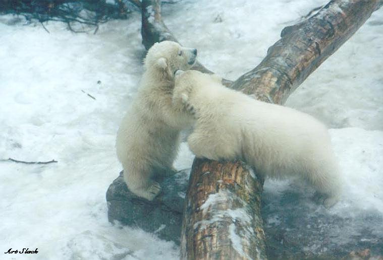 0319a-Polar Bears-by Art Slack.jpg