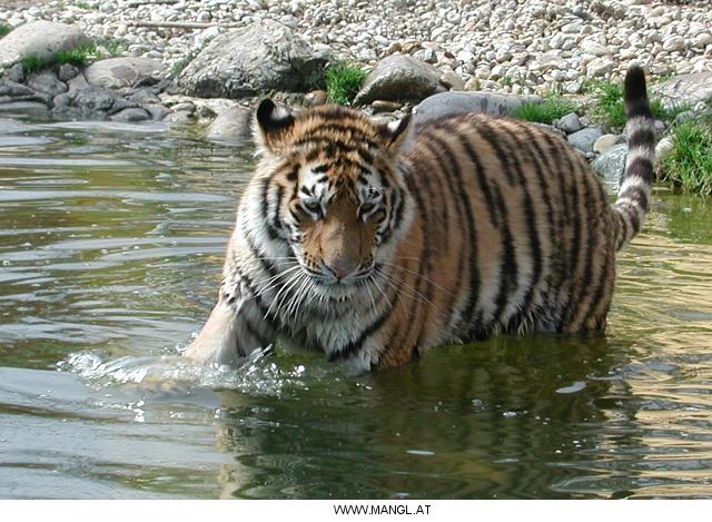 03281889ied-Tiger-by Erich Mangl.jpg