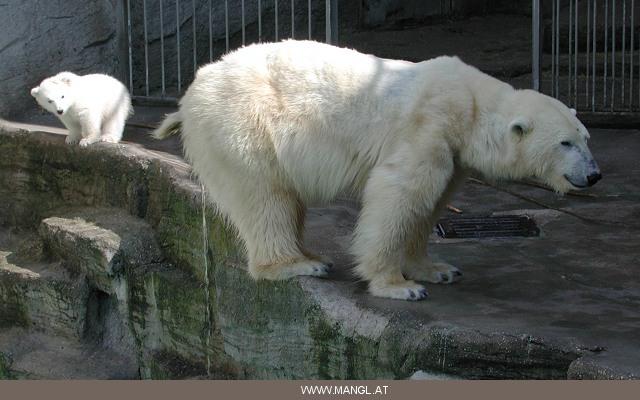 03281927ied-Polar Bears-by Erich Mangl.jpg