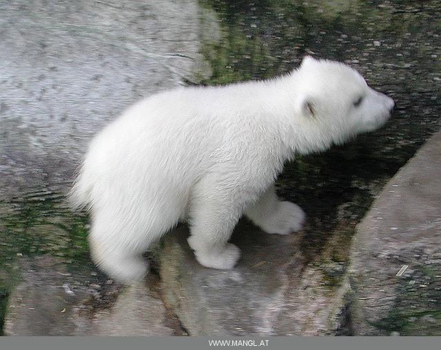 03281928ied-Polar Bear cub-by Erich Mangl.jpg