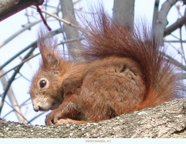 03282020ied-Eurasian Red Squirrel-by Erich Mangl.jpg